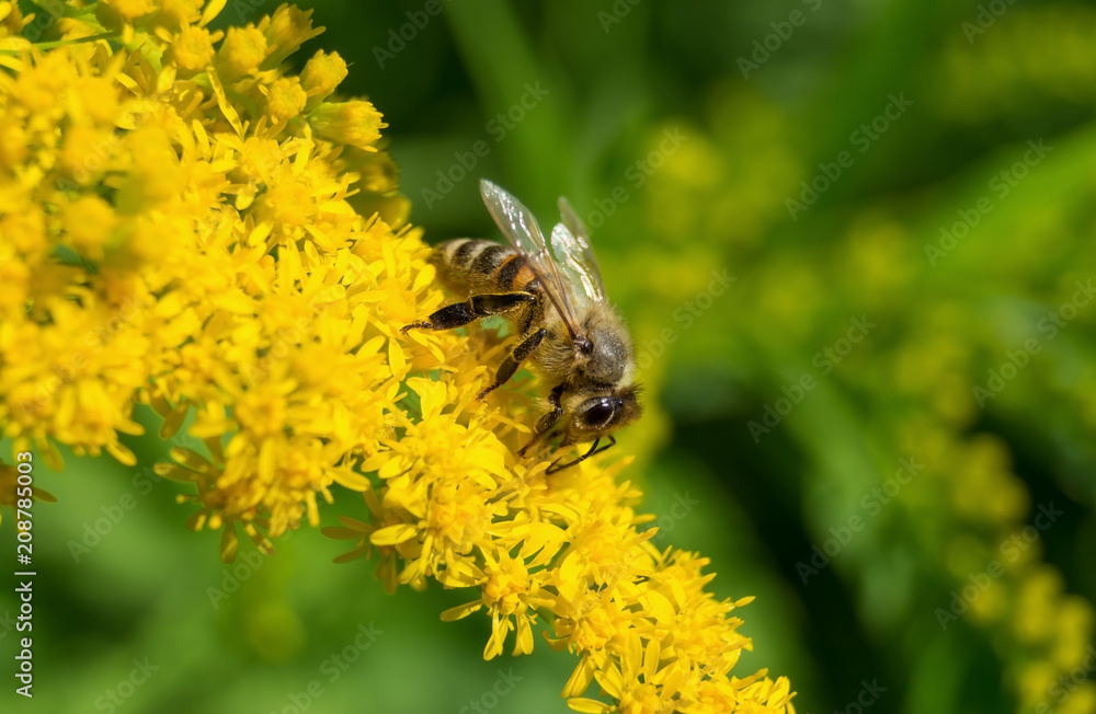 Bee collects nectar on a yellow flower Bee collects nectar on a yellow flower