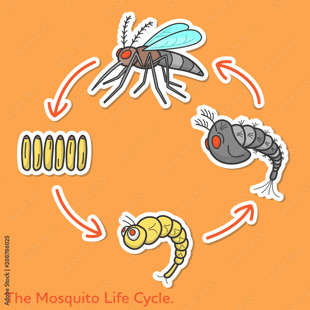 Flat vector cartoon character design concept of the mosquito life cycle for web and media decorations. Flat vector cartoon character design concept of the mosquito life cycle for web and media decorations.