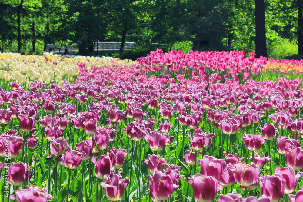 Tulip Flower Bed with Blossoming Colorful Purple Tulips. Outdoor Park Garden Field Full of Natural Bloom Tulips with Sunshine on Beautiful Spring Sunny Day Background. Grown Tulip Flowers Park View. Tulip Flower Bed with Blossoming Colorful Purple Tulips. Outdoor Park Garden Field Full of Natural Bloom Tulips with Sunshine on Beautiful Spring Sunny Day Background. Grown Tulip Flowers Park View.