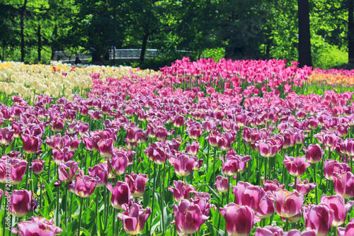 Tulip Flower Bed with Blossoming Colorful Purple Tulips. Outdoor Park Garden Field Full of Natural Bloom Tulips with Sunshine on Beautiful Spring Sunny Day Background. Grown Tulip Flowers Park View.