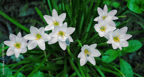 White Flower