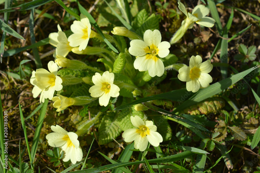 Common primrose