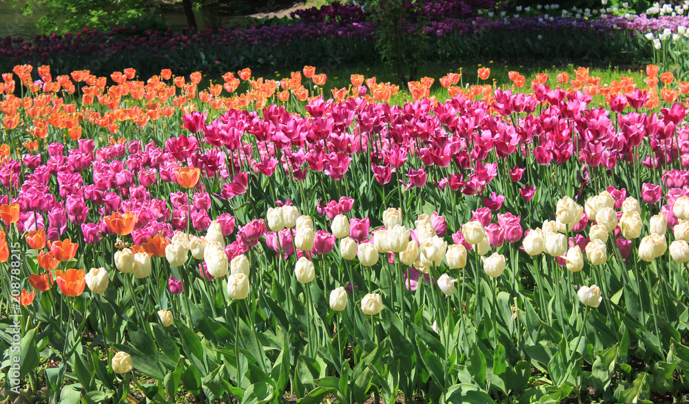 Tulips Flower Bed with Colorful Blooming White, Pink and Orange Tulip Flowers at City Park Glade. Nature Scene with Bunch of Various Fresh Growing Tulips Outdoors on Sunny Spring Day.