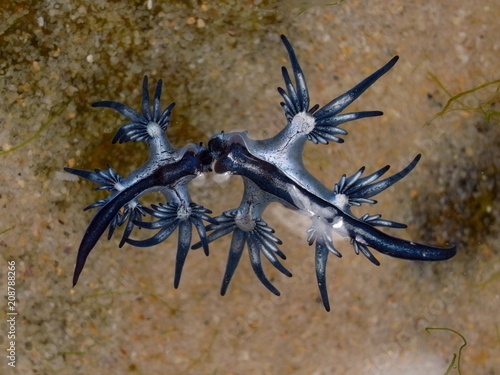 Blue dragon-glaucus atlanticus  Fadenschnecke  washed ashore at Bondi Beach  Sydney