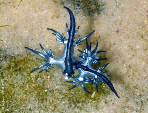 Blue dragon-glaucus atlanticus, Fadenschnecke  washed ashore at Bondi Beach, Sydney photo