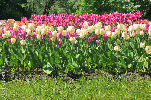 Vibrant Tulip Flower Blooms on Garden Bed, Spring Season Scene. Beautiful Bright Colorful Tulips at Flower Field.  Tulip Flowers Growing on Garden Lawn Outdoors, Tulips Festival Image.