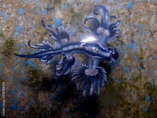 Blue dragon-glaucus atlanticus, blue angel Fadenschnecke washed ashore at Bondi Beach, Sydney