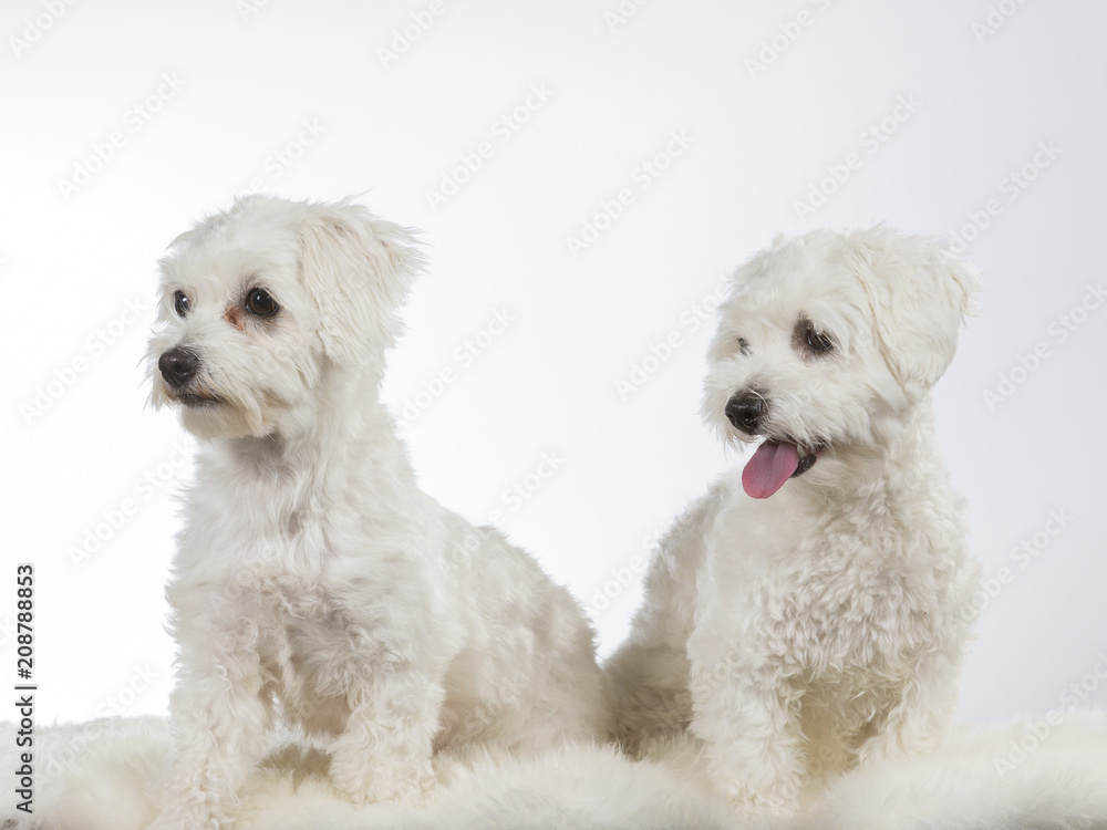 Two Coton de Tulear dogs on a white background. Two Coton de Tulear dogs on a white background.