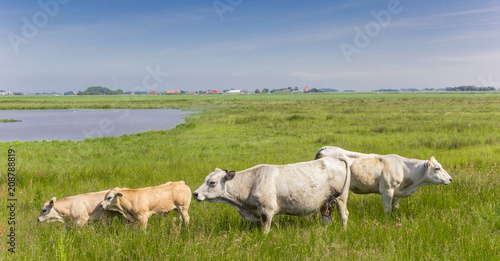 White Piemontese cows in the landscape of Texel island, The Netherlands