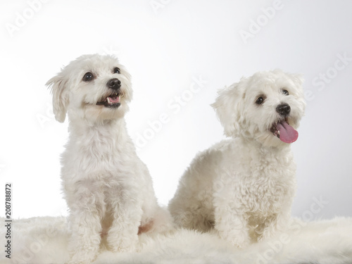 Two Coton de Tulear dogs on a white background.