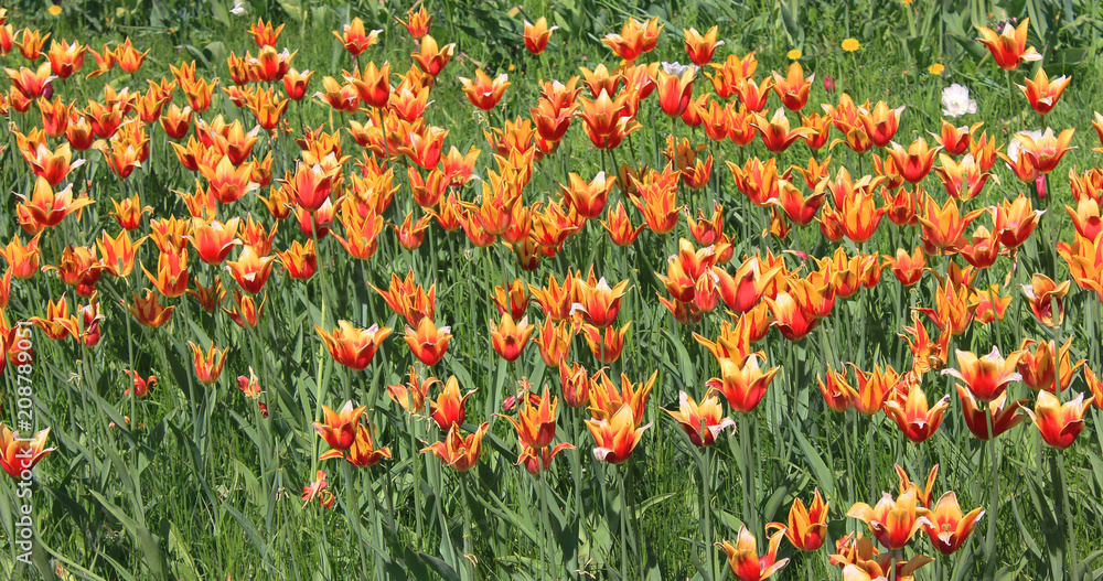 Bright Orange Tulip Flowers Blooms at Garden Bed. Beautiful Colorful Tulips at the Garden Field, Flowers Nature Background. Bright Tulip Flowers Growing on Garden Glade ot Park Lawn.