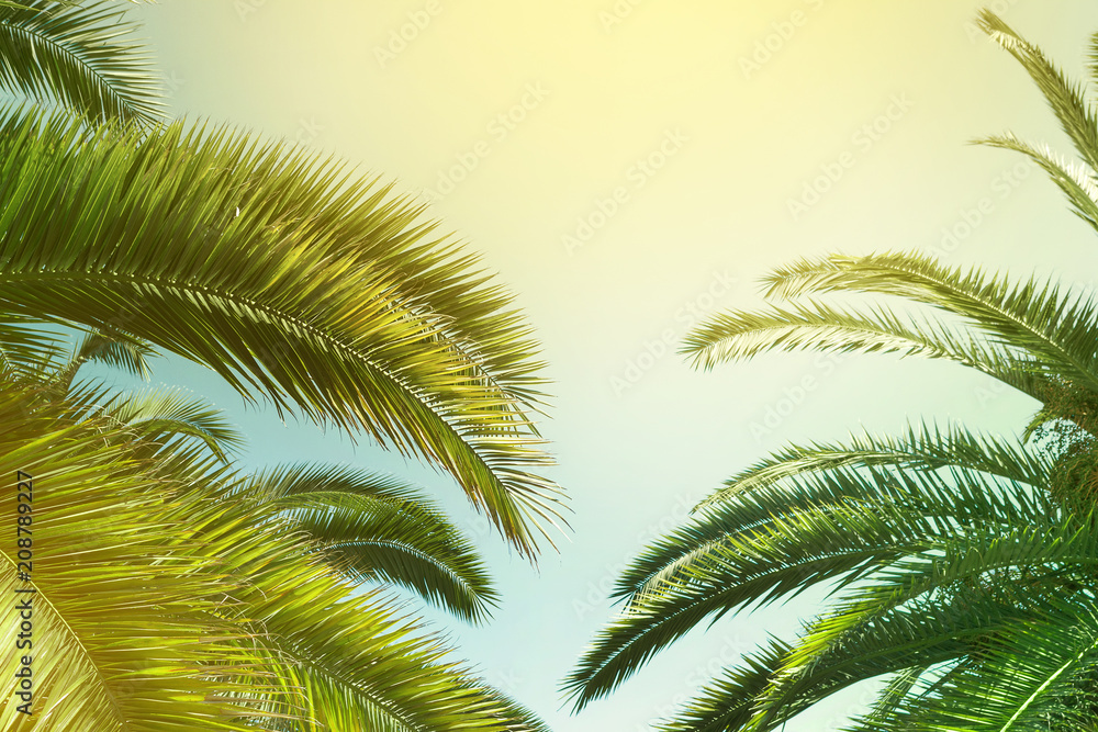 Fototapeta premium Tropical palm trees, in summer against the sky, toning
