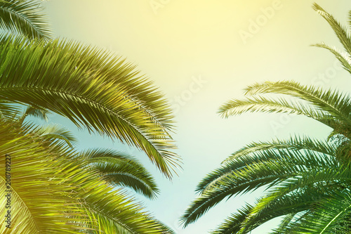 Tropical palm trees, in summer against the sky, toning © Aleksey 159