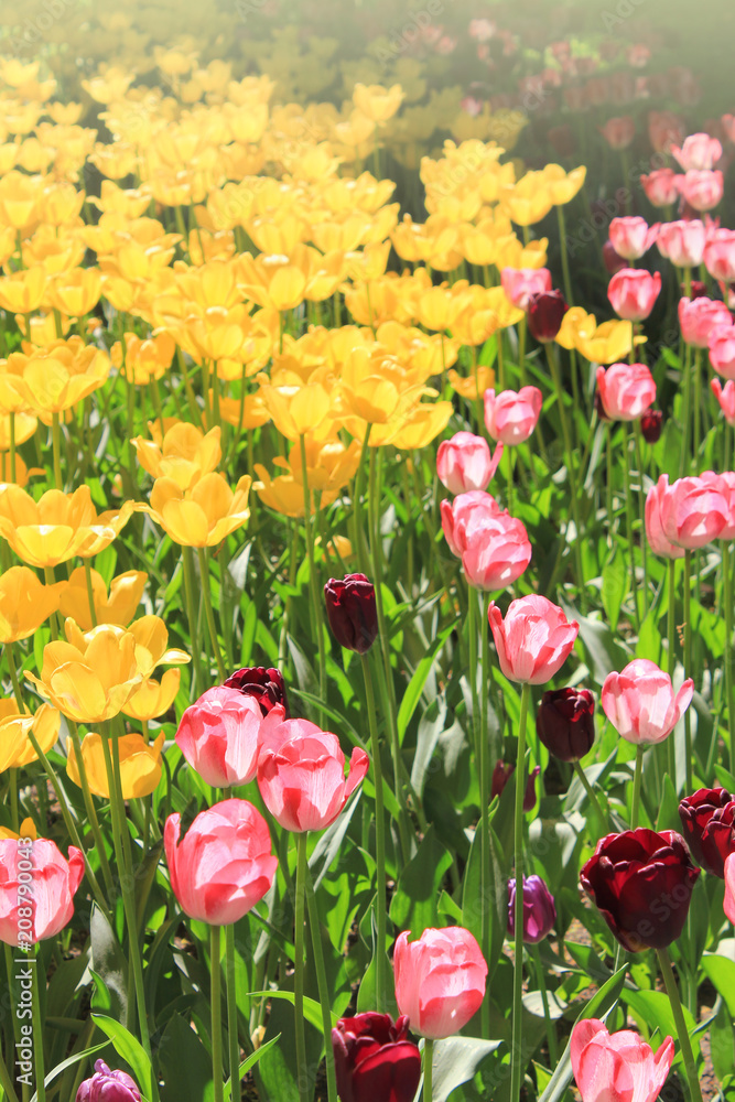 Fototapeta premium Colorful Tulip Flowers Field on Warm Sunny Day. Outdoor Garden Bed with Various Blossoming Fresh Tulips at the Park Meadow Flower Field. Nature Background with Vibrant Spring Bright Tulip Flowers.