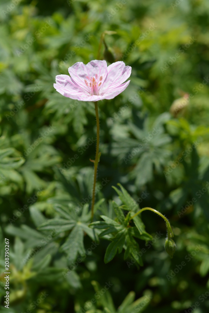 Striped bloody cranesbill Striped bloody cranesbill