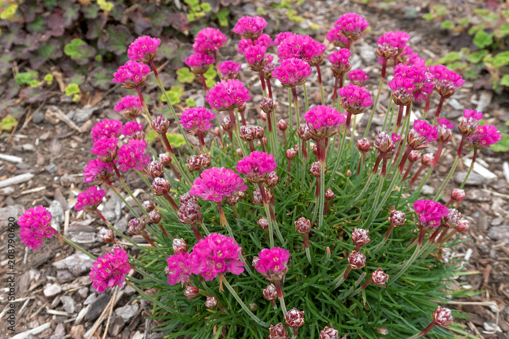 Pink Sea Thrift Plant in Bloom Closeup