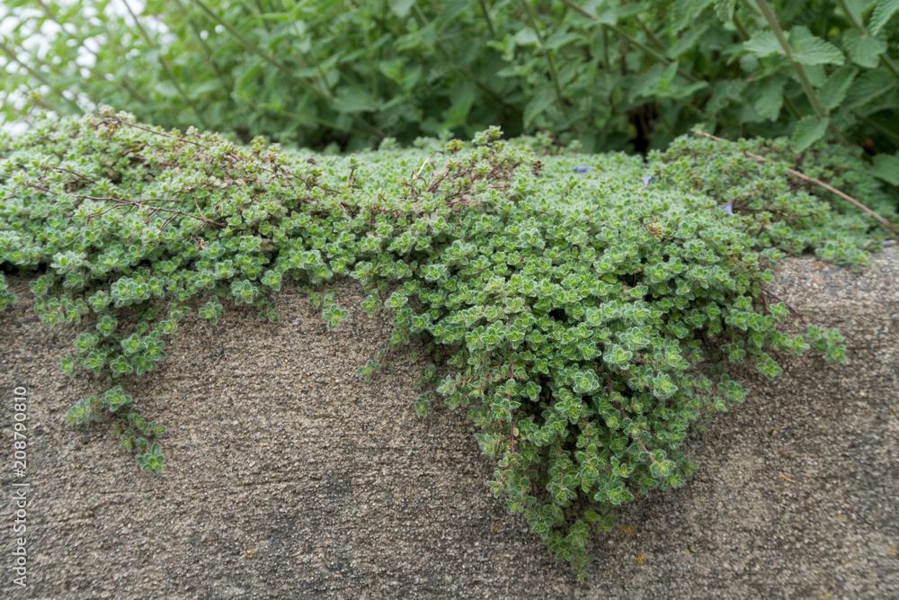 Foto Woolly Thyme creeping over Stone Wall