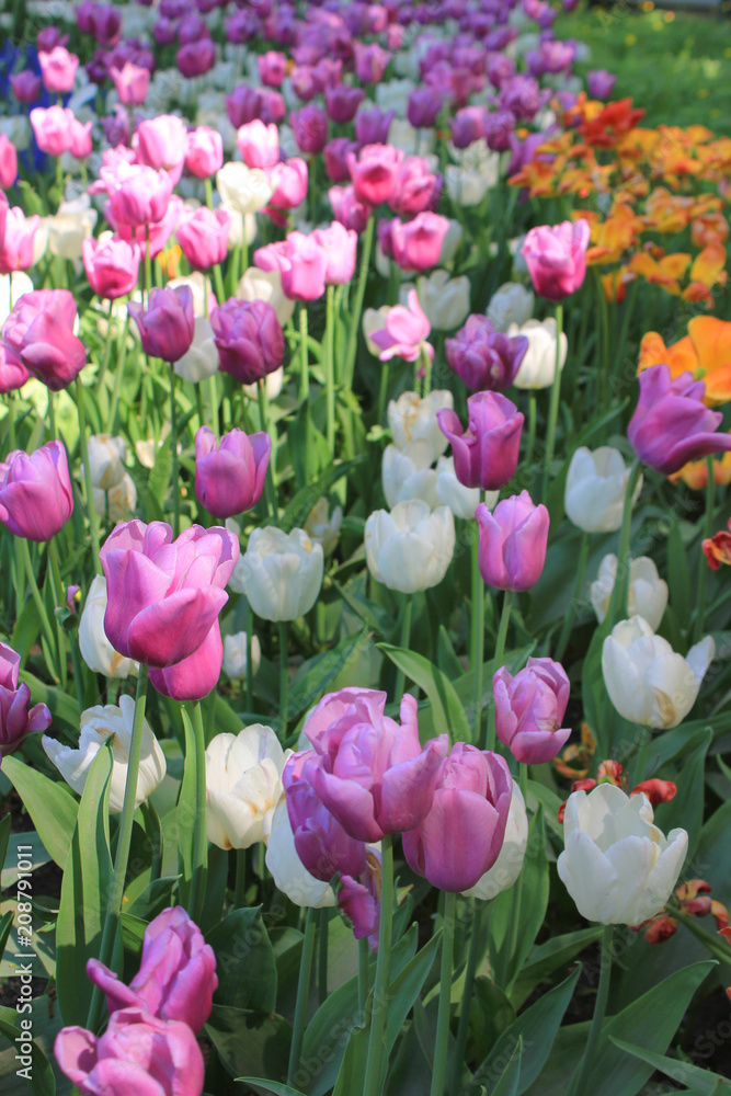 Tulips Flower Field Bed Nature Background with Bright Purple, White and Pink Tulips on Garden Glade with Warm Sunlight Glow. Soft Colorful Tulips Close Up, Spring Season Flowers on Warm Sunny Day. Tulips Flower Field Bed Nature Background with Bright Purple, White and Pink Tulips on Garden Glade with Warm Sunlight Glow. Soft Colorful Tulips Close Up, Spring Season Flowers on Warm Sunny Day.