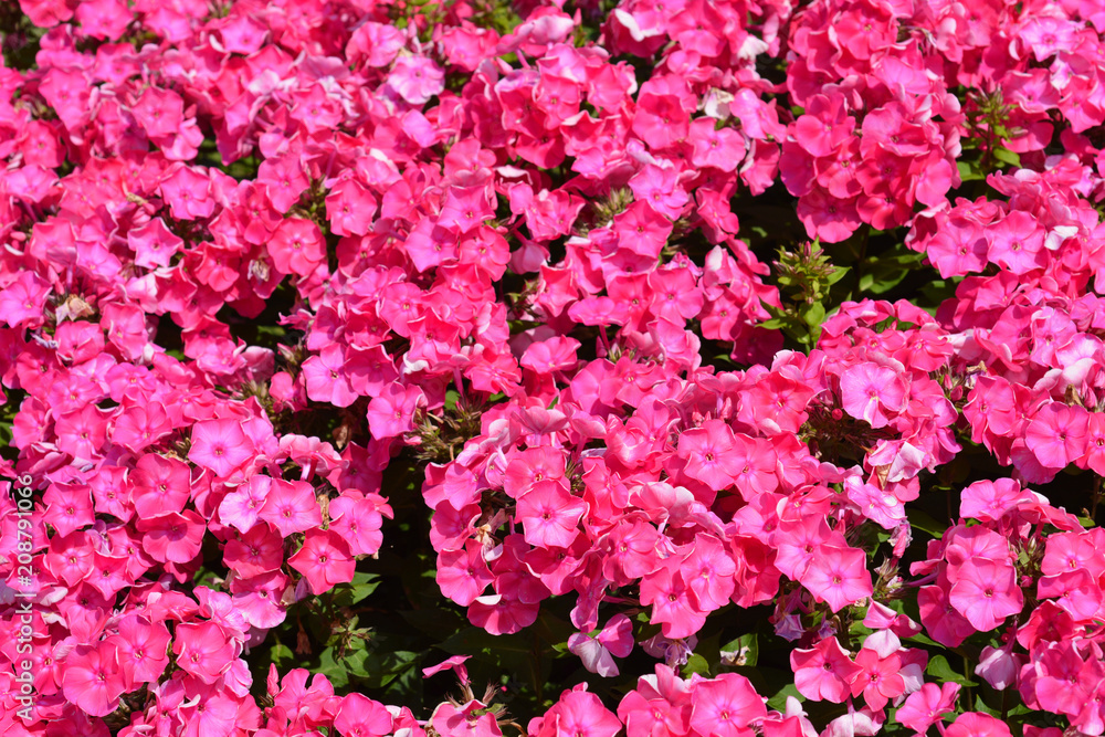 Garden phlox Garden phlox
