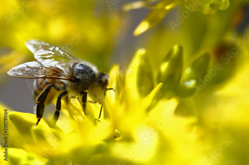 Detail of a European bee (apis mellifera) pollinating a yellow flower. © Jonathan Chancasana
