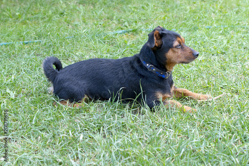 pinscher dog resting on a grass