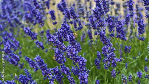 Tenderness of lavender fields. Lavenders background. Soft and selective focus. Bees on lavender