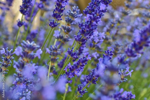 Tenderness of lavender fields. Lavenders background. Soft focus. DOF. Selective focus. 