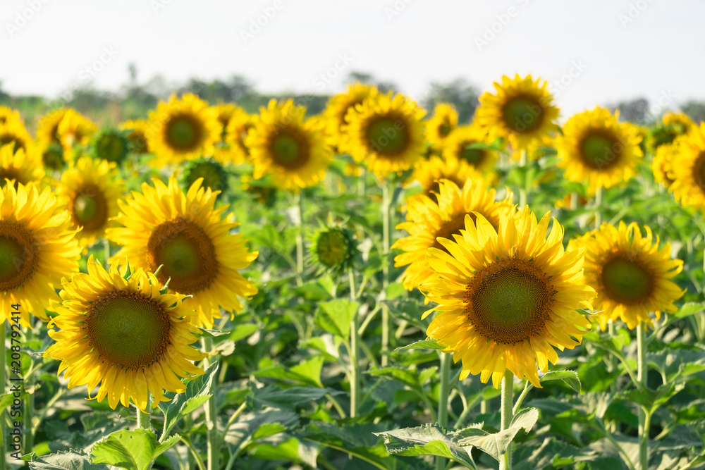beautiful sunflowers blooming in field