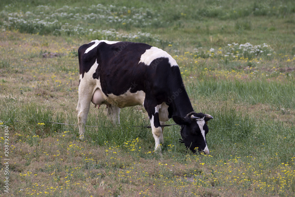 Cow on a summer pasture