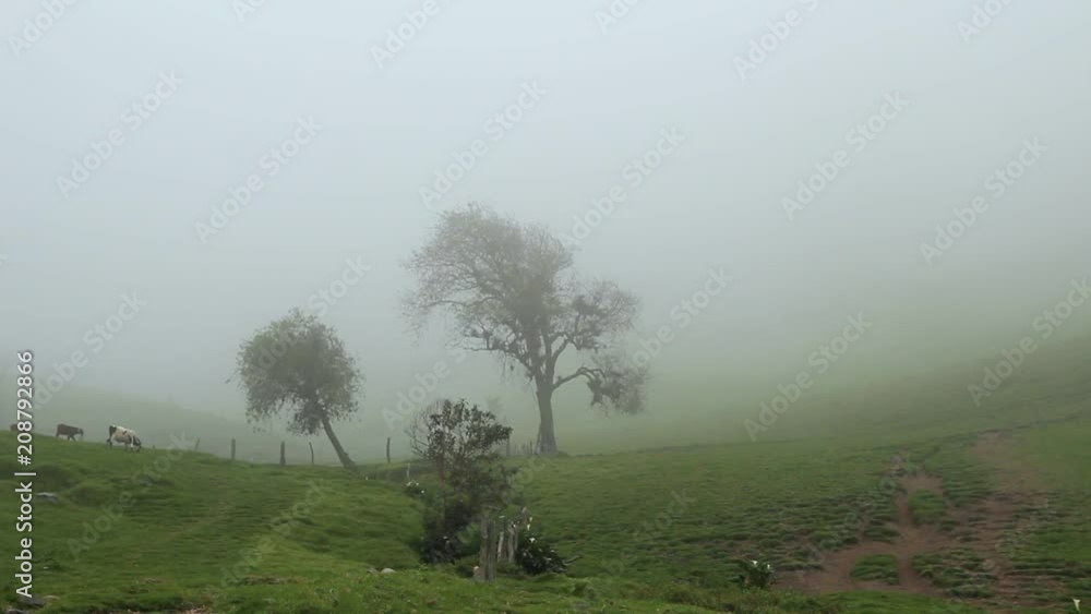 Cows on a misty field with trees, Cocora valley, Colombia Cows on a misty field with trees, Cocora valley, Colombia