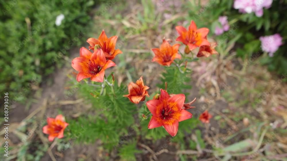 Close-up of beautiful orange tiger lily flowers. Close-up of beautiful orange tiger lily flowers.
