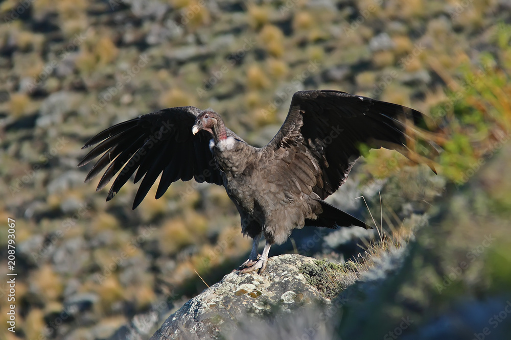 Fototapeta premium Condor