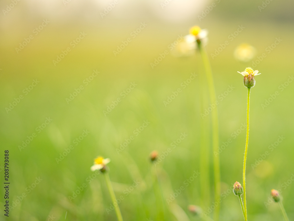 Yellow grass flowers in the lawn. Yellow grass flowers in the lawn.
