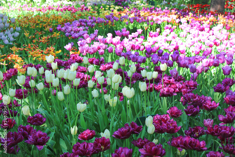 Colorful Tulip Flowers Field Outdoor. Beautiful Purple and White Tulips on Flower Bed Field. Nature Floral Background of Spring Fresh Bright Tulip Flowers at Park Glade on Warm SUnny Day.