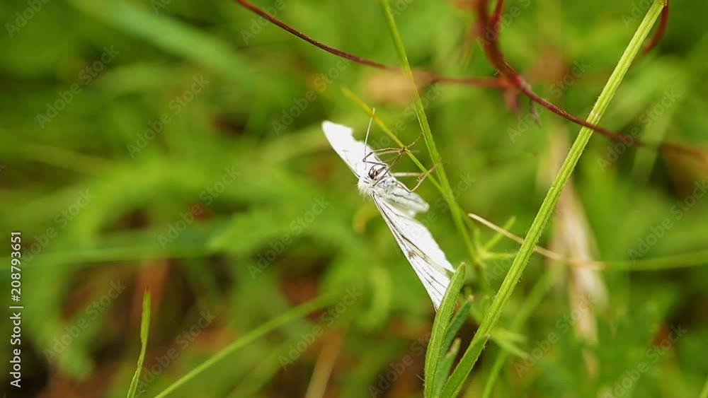 un papillon blanc dans les herbes s'envole un papillon blanc dans les herbes s'envole