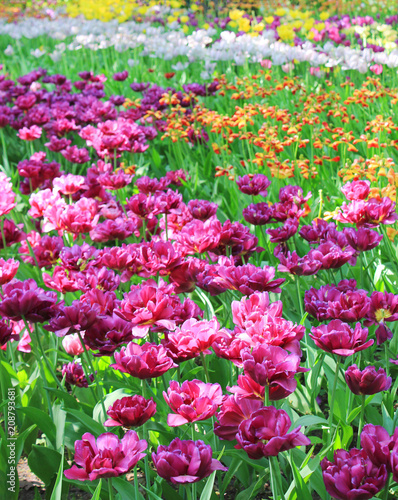 Tulip Flower Field at Garden Blossom Flower Bed. Various Colorful Purple, Pink and Yellow Tulips on Flower Bed Field. Nature Floral Background of Spring Seasonal Natural Fresh Tulip Flower Bulbs.