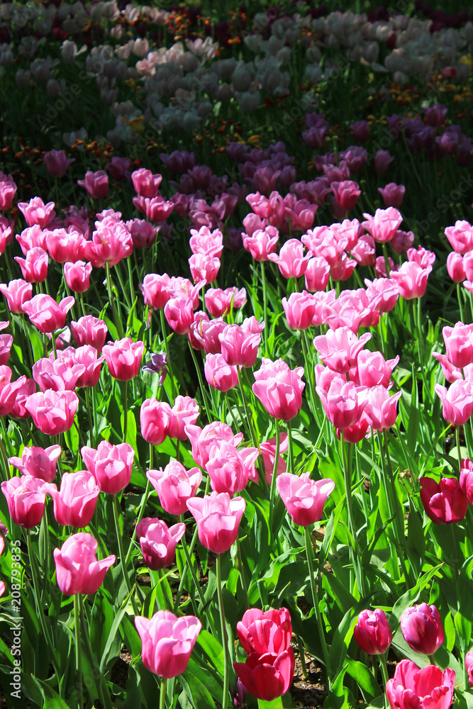 Tulip Flowers Garden Bed on Spring Season Morning Scene. Bright Soft Pink Tulips at Park Flower Bed Field Close Up. Nature Background with Fresh Tulip Bulbs and Natural Sunlight on Warm Sunny Day. Tulip Flowers Garden Bed on Spring Season Morning Scene. Bright Soft Pink Tulips at Park Flower Bed Field Close Up. Nature Background with Fresh Tulip Bulbs and Natural Sunlight on Warm Sunny Day.