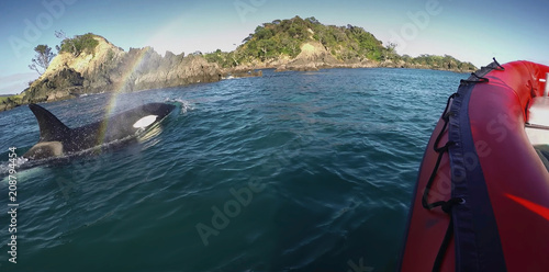 Abstract, blur, bokeh background, defocusing - image for the background. The boat moves alongside whale