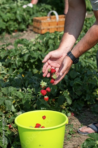 Hands with falling strawberries