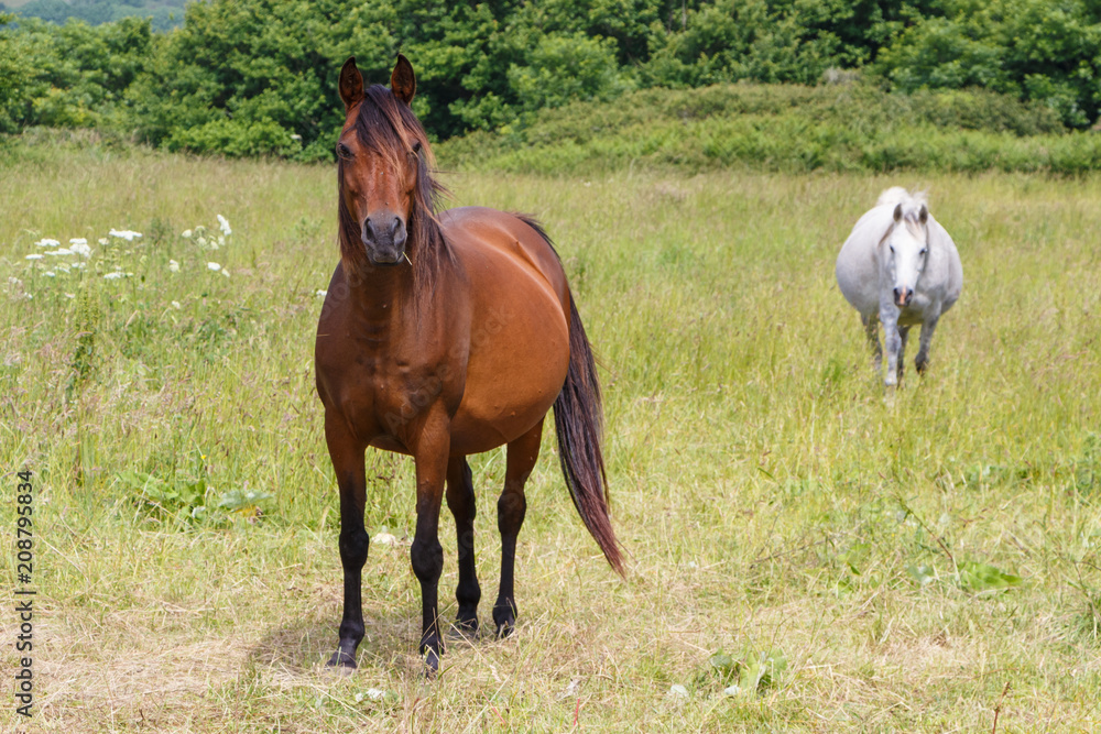 Chevaux bai et gris au pré