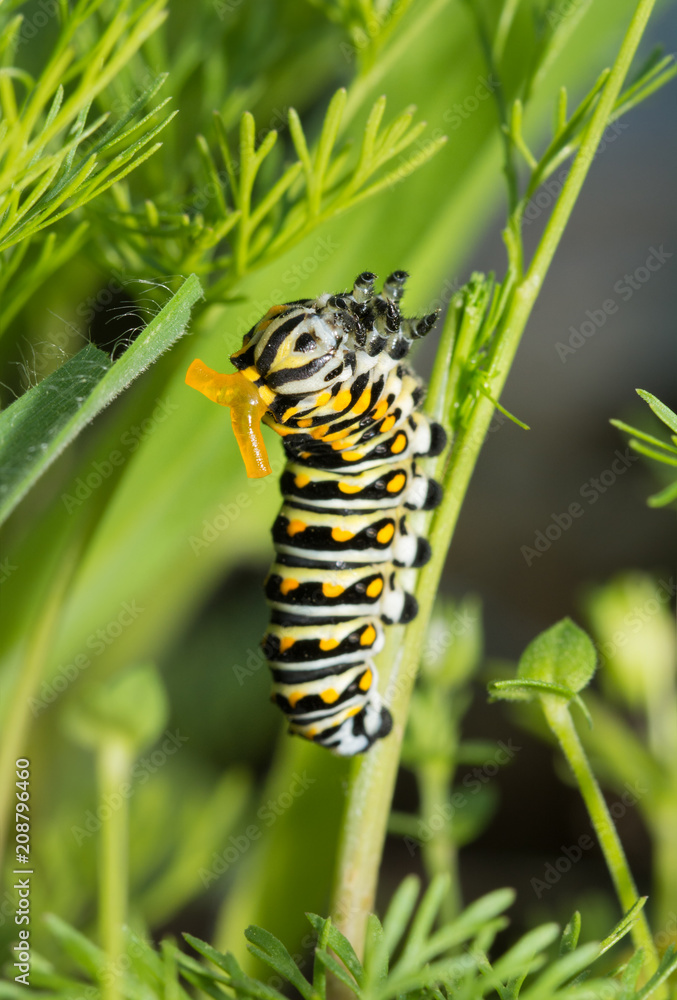 Third instar Black swallowtail butterly caterpillar on Dog Fennel, with its yellow osmeterium visible on its head for defense