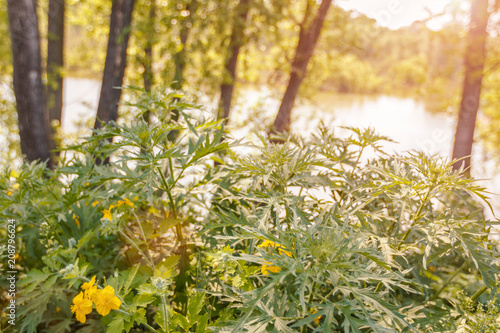 Nettle and celandine growing on the shore of the lake at sunset photo