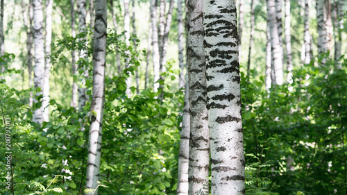 summer in sunny birch forest