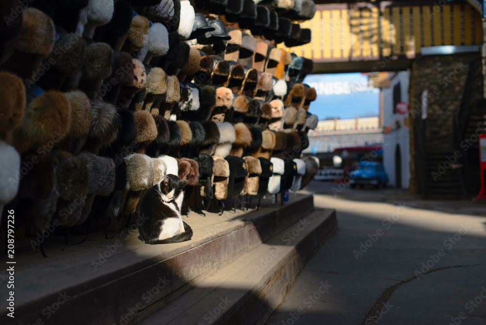 Fototapeta premium Homeless cat washes on the background of fur hats