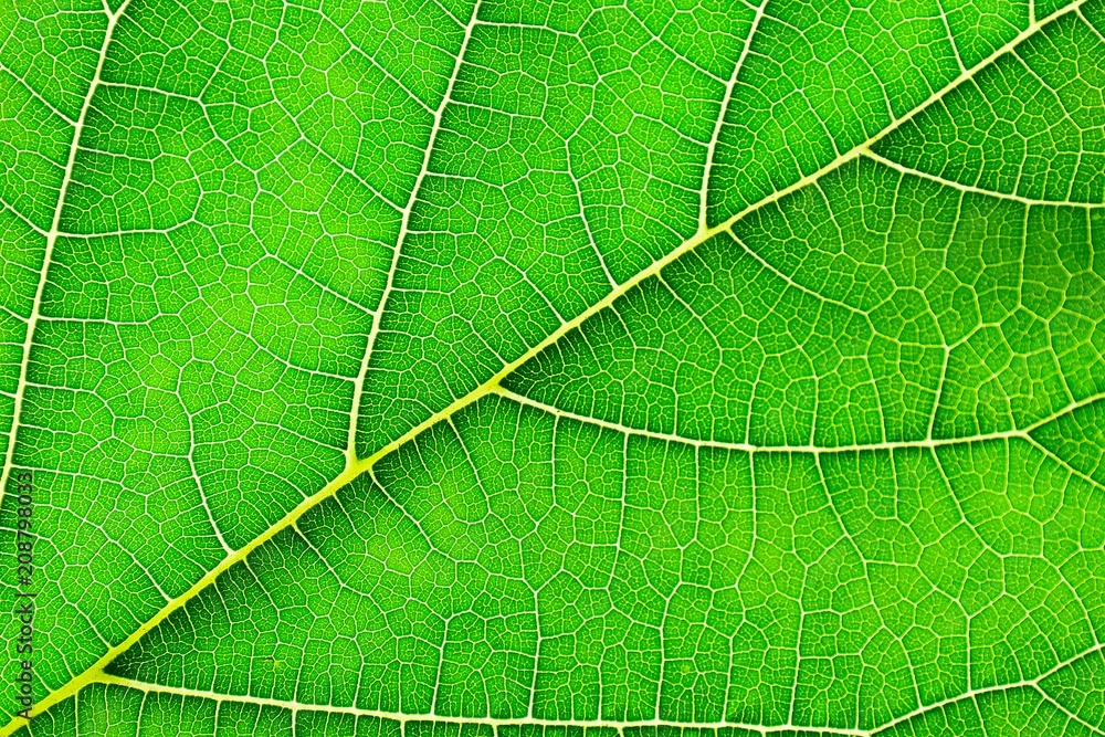 detail of green mulberry leaves texture - background detail of green mulberry leaves texture - background
