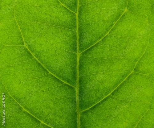 detail of green leaves texture - background