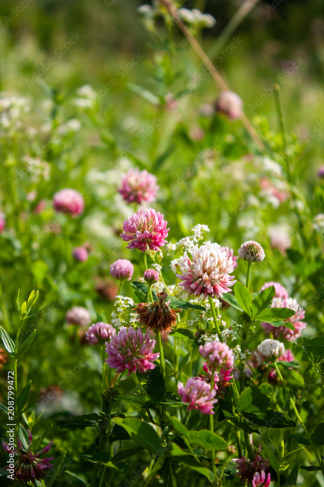 Pink clover flowers in the field. Summer Flower Background. Pink clover flowers in the field. Summer Flower Background.