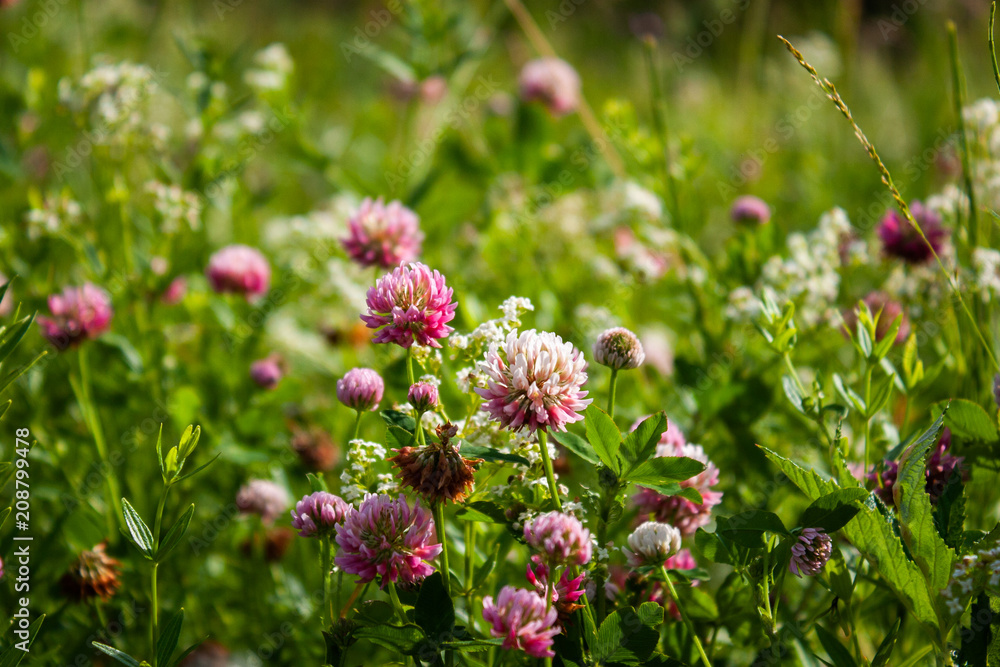 Pink clover flowers in the field. Summer Flower Background. Pink clover flowers in the field. Summer Flower Background.