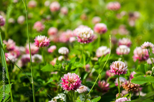 Pink clover flowers in the field. Summer Flower Background.