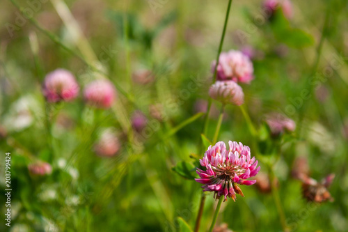 Pink clover flowers in the field. Summer Flower Background. Trifolium hybridum 